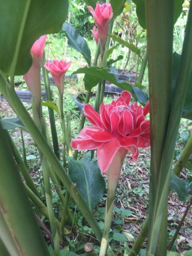 Meechok Organic Home Ao Nang Dış mekan fotoğraf
